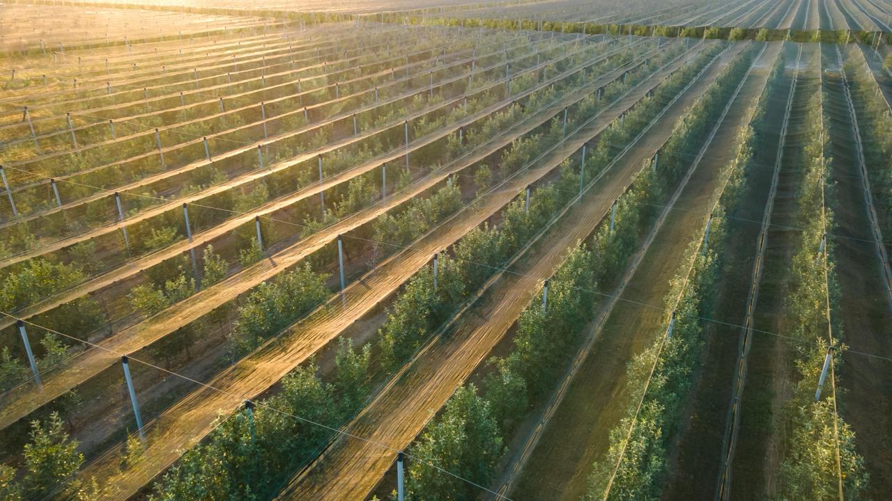 Turnkey Orchard Establishment